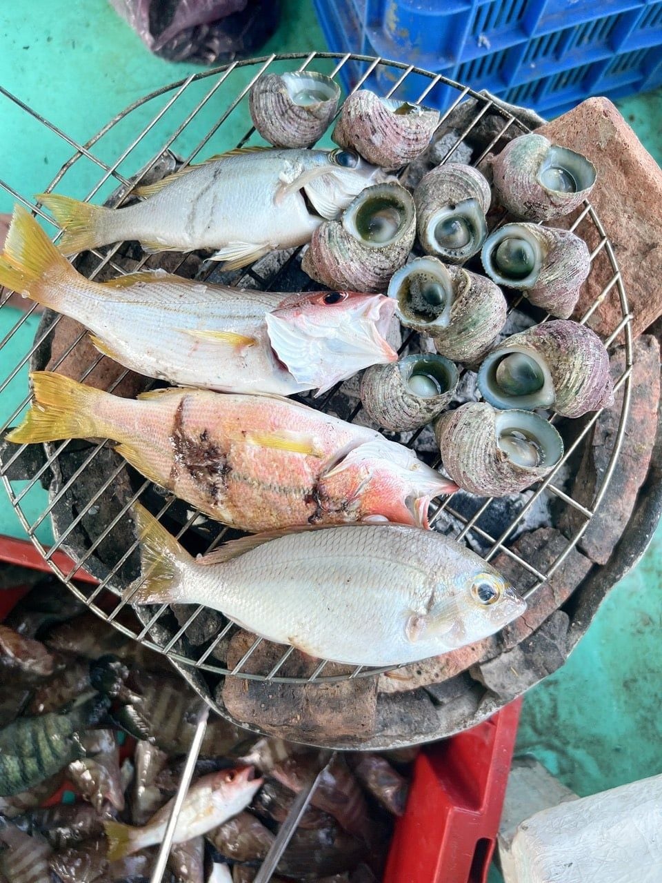 CHO THUÊ TÀU CÂU CÁ, LẶN NGẮM SAN HÔ, CÂU MỰC ĐÊM ĐẢO NAM DU