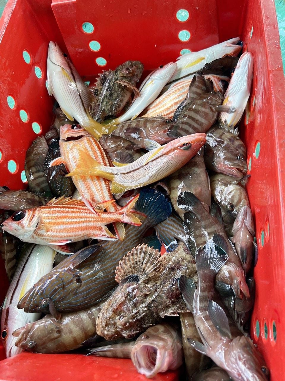 CHO THUÊ TÀU CÂU CÁ, LẶN NGẮM SAN HÔ, CÂU MỰC ĐÊM ĐẢO NAM DU