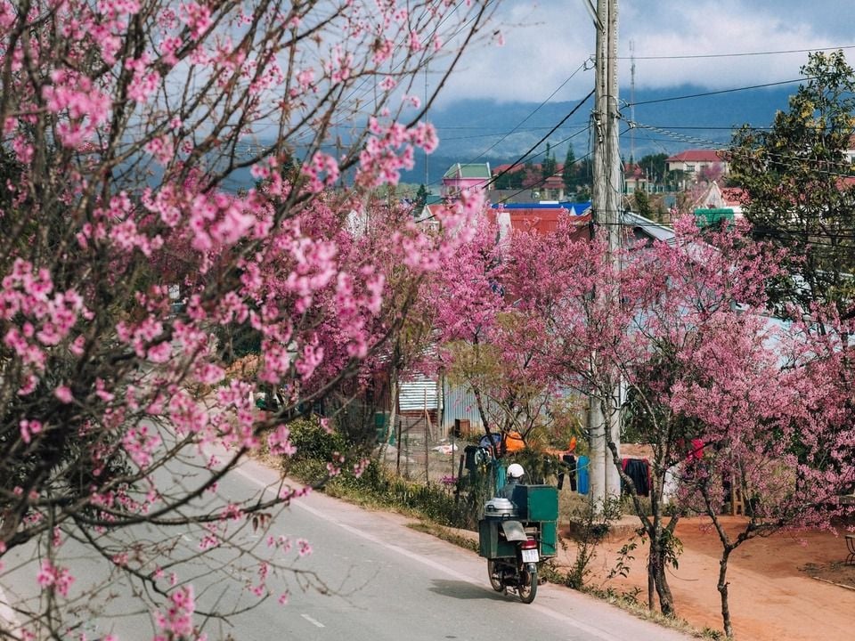 TOUR ĐÀ LẠT 3N2D - THÀNH PHỐ NGÀN HOA