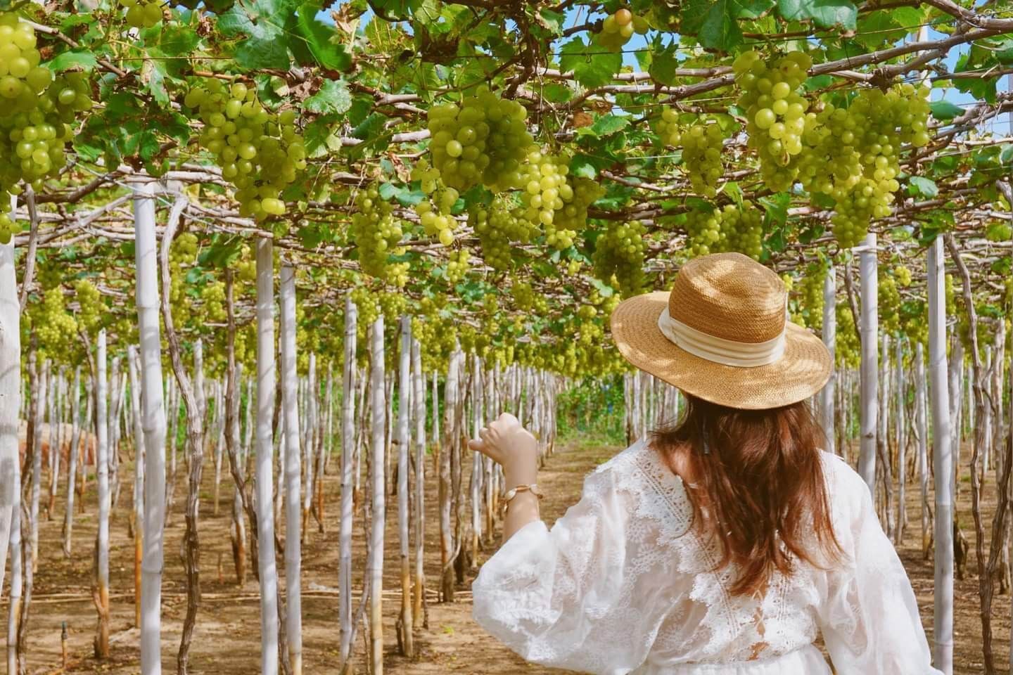 Tour Du Lịch Nha Trang – Ninh Thuận 4 Ngày 3 Đêm