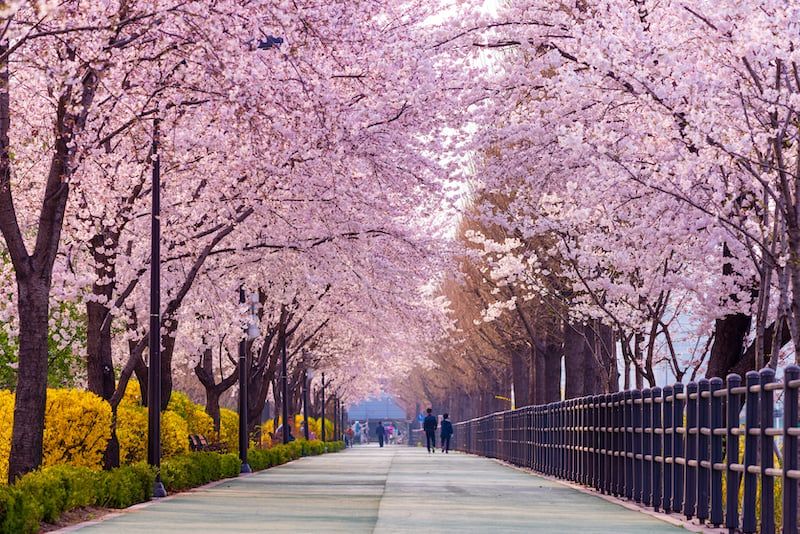 Hàn Quốc: Đắm chìm trong sắc hoa anh đào Seoul - Sauna - Nami - Hái dâ –  Hanoitourist