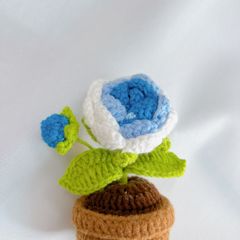 Chậu Len Hoa Hồng Xanh