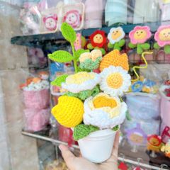 Chậu Hoa Vàng Trắng