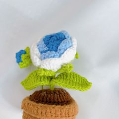 Chậu Len Hoa Hồng Xanh