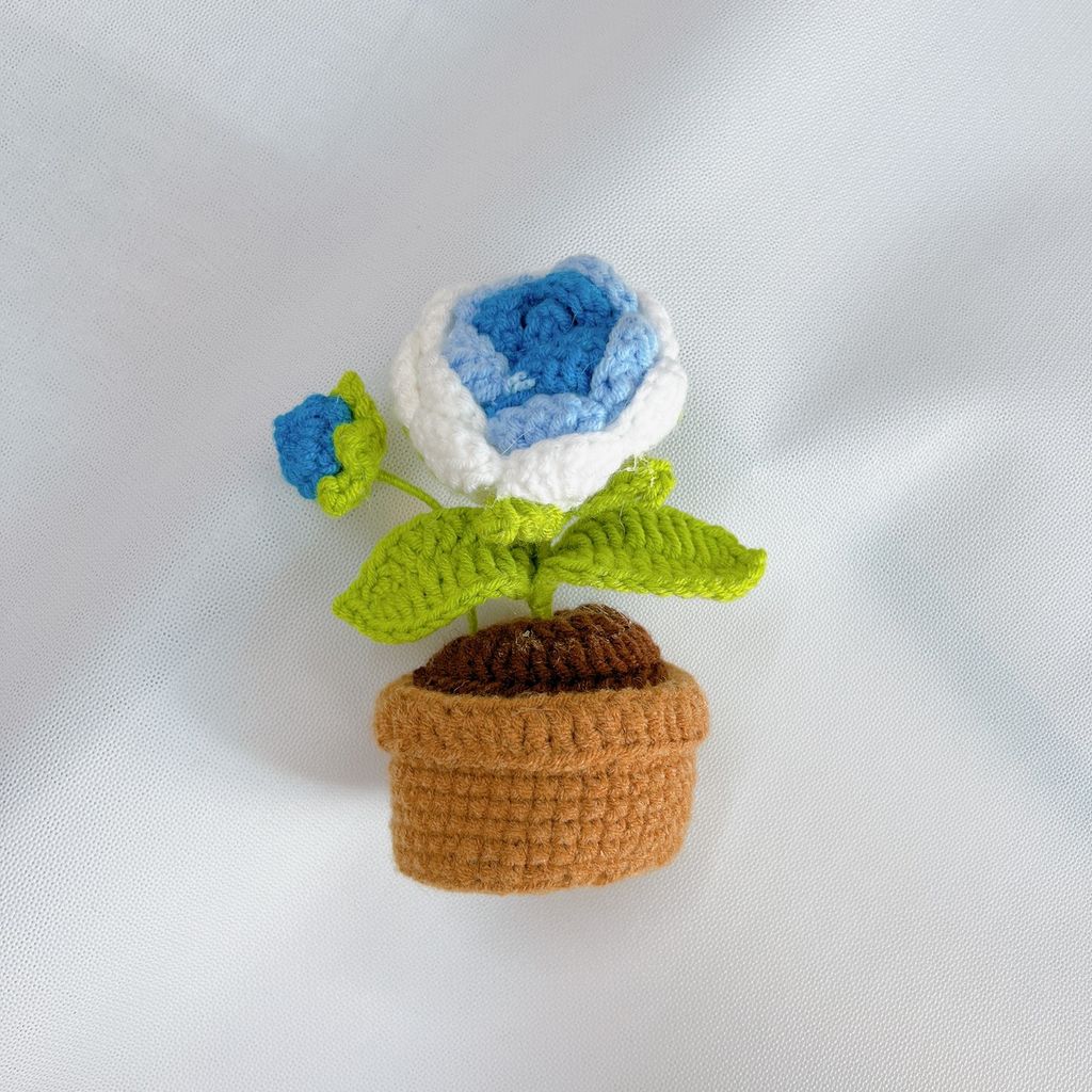 Chậu Len Hoa Hồng Xanh