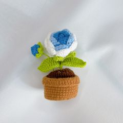 Chậu Len Hoa Hồng Xanh