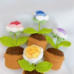 Chậu Len Hoa Hồng