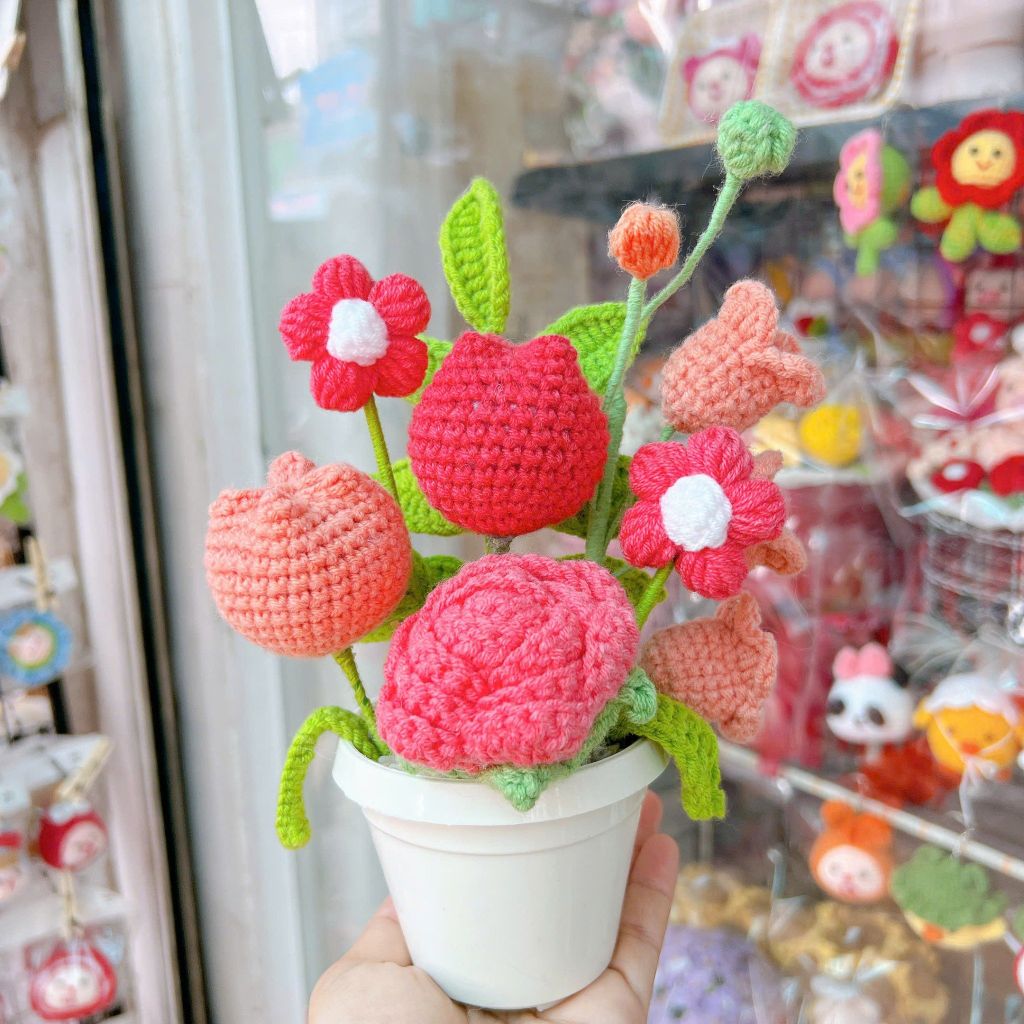 Chậu Hoa Hồng Cam