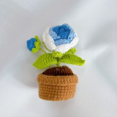 Chậu Len Hoa Hồng Xanh