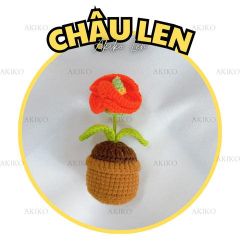 Chậu Len Hoa Anh Túc
