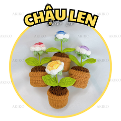 Chậu Len Hoa Hồng