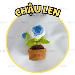 Chậu Len Hoa Hồng Xanh