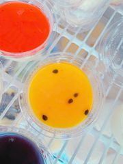 Food & Drinks Panna Cotta Chanh Dây