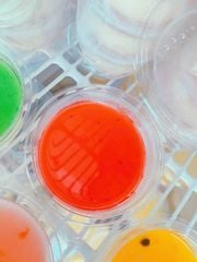 Food & Drinks Panna Cotta Dâu