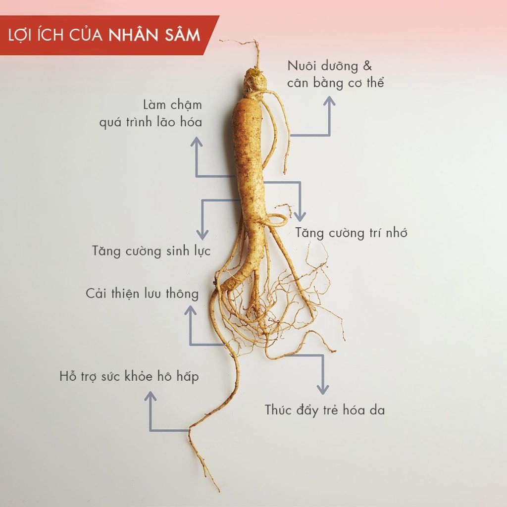  Nước yến Nhân Sâm 75G | NƯỚC YẾN THƯỢNG HẠNG TĂNG CƯỜNG TRÍ NHỚ,  TĂNG SINH LỰC 