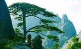  Tour du lịch Hàng Châu - Hoàn Sơn Tứ Tuyệt 6 Ngày 5 Đêm 