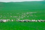  Tour du lịch Mông Cổ - Khám phá thảo nguyên Ordos 5 Ngày 4 Đêm 