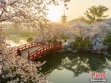  HÀNH TRÌNH NGẮM HOA ANH ĐÀO VỤ HÁN (5 NGÀY) 