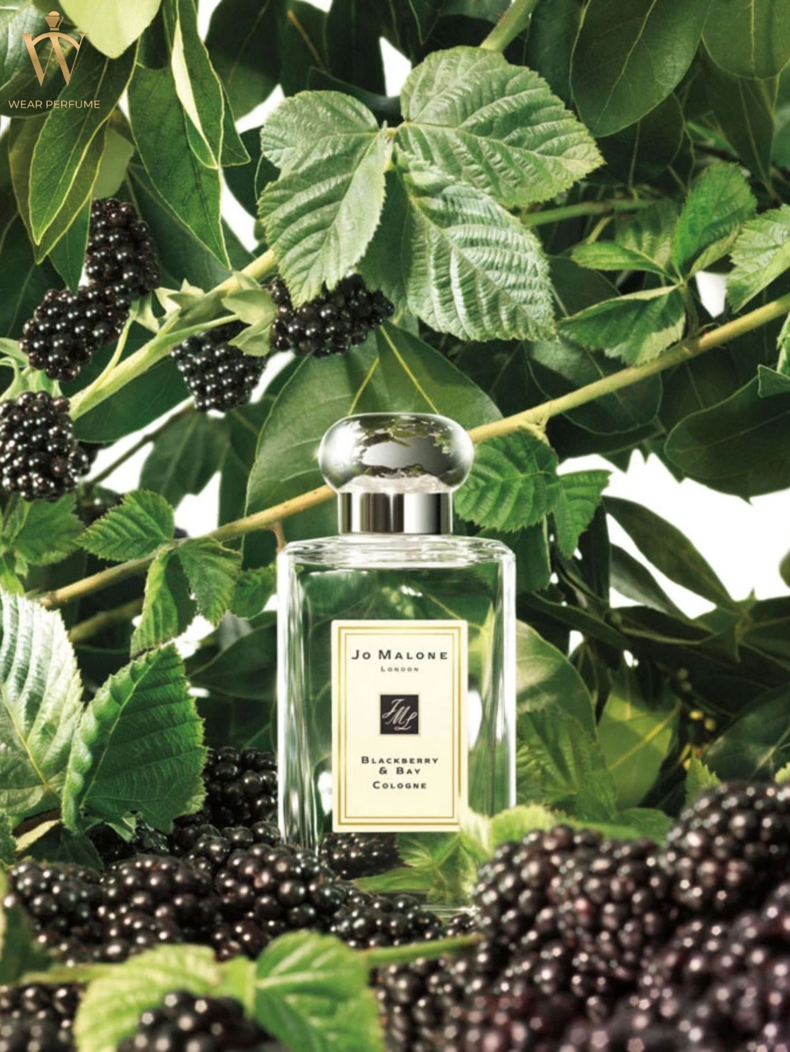  Jo Malone London Blackberry & Bay Cologne 