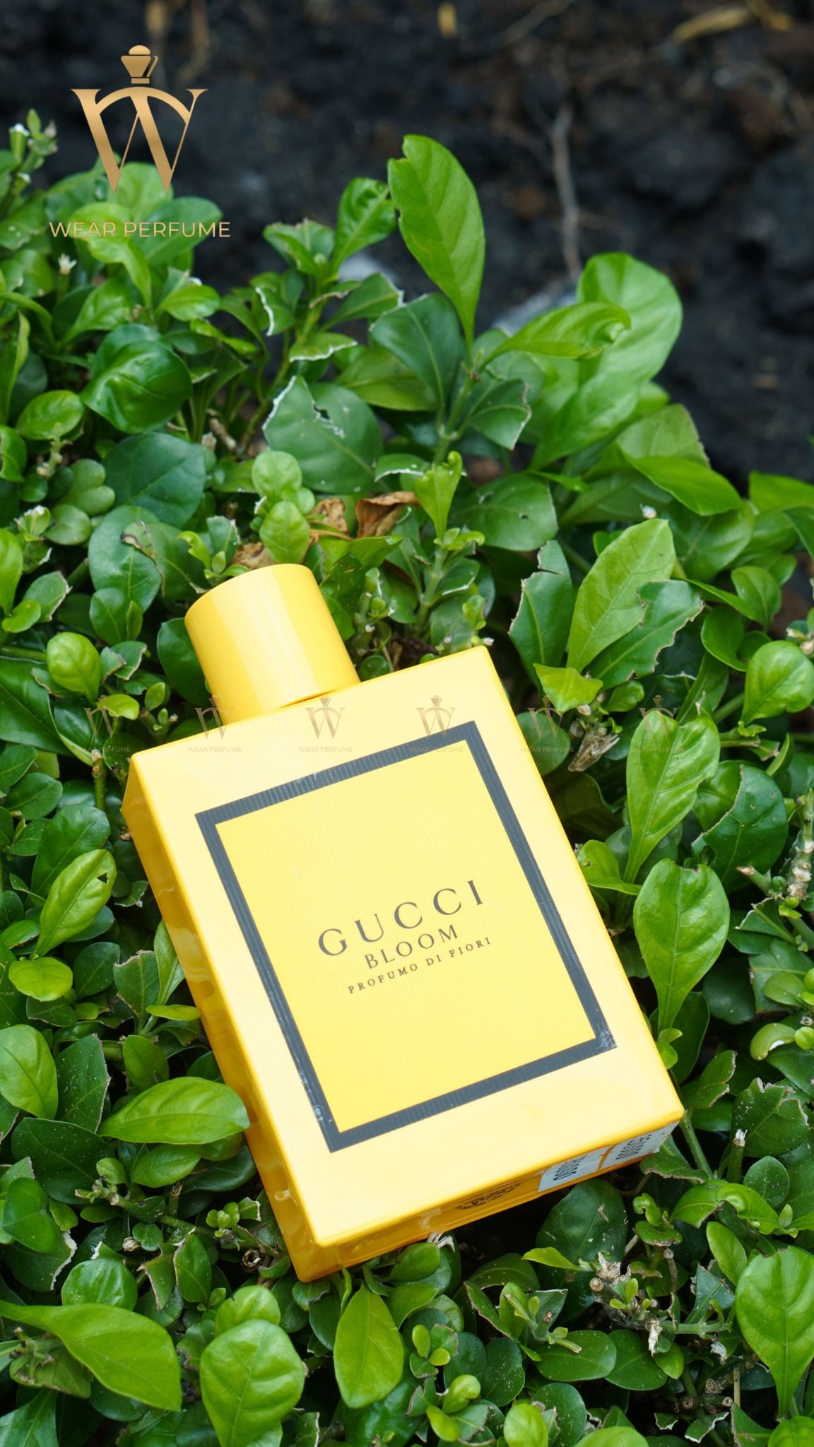  Gucci Bloom Profumo Di Fiori 