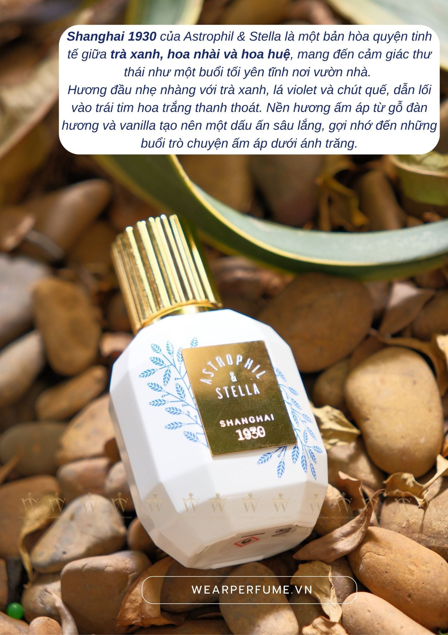  Astrophil & Stella Shanghai 1930 