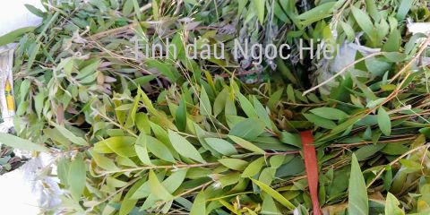  Tinh Dầu Tràm Huế 