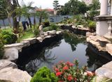  Mẫu Hồ Cá Koi Sân Vườn Đẹp 
