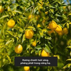 Tinh Dầu Chanh Vàng (Bright Lemon Essential Oil) Heny Garden