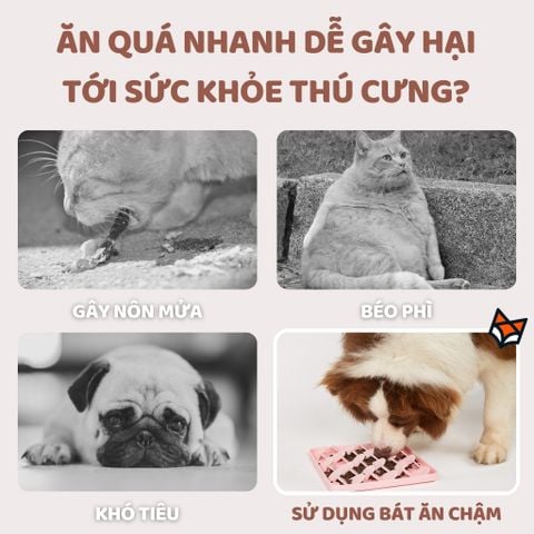Bát ăn chậm cho thú cưng FOFOS