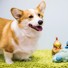 Đồ chơi động vật cao su cho chó Latex