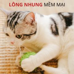 Đồ chơi banh tròn vui nhộn có chuông và cỏ mèo FOFOS