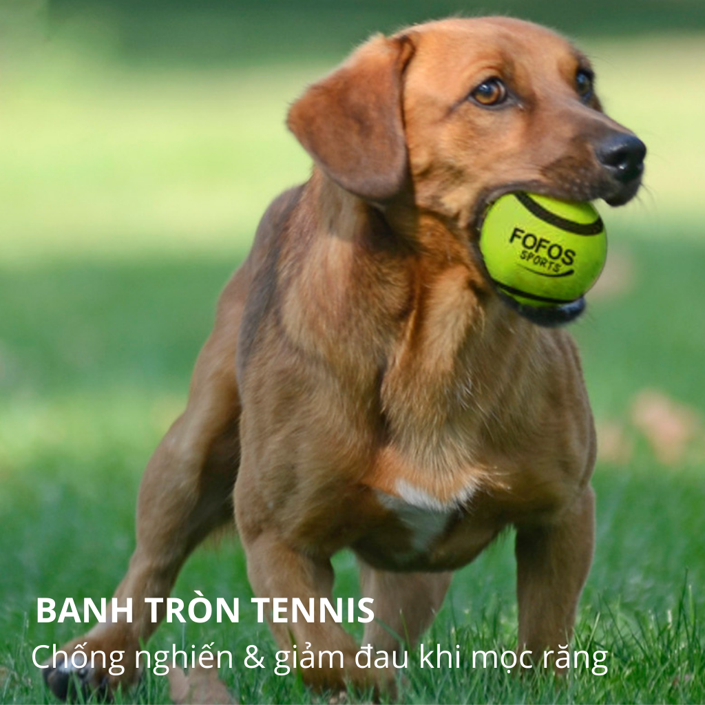 Đồ chơi banh tennis cho chó FOFOS