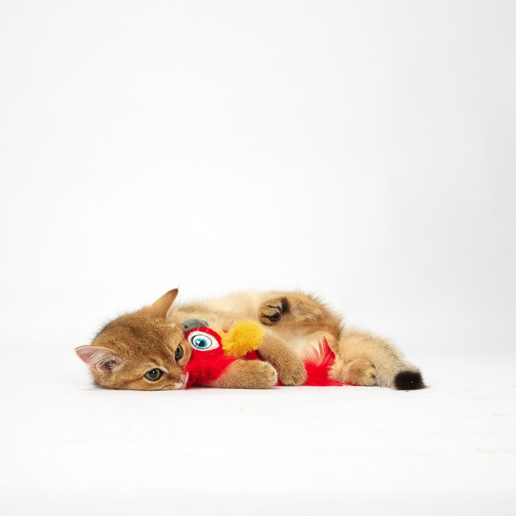 Đồ chơi chim vẹt FOFOS có tiếng kêu kèm bóng catnip