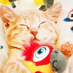 Đồ chơi chim vẹt FOFOS có tiếng kêu kèm bóng catnip