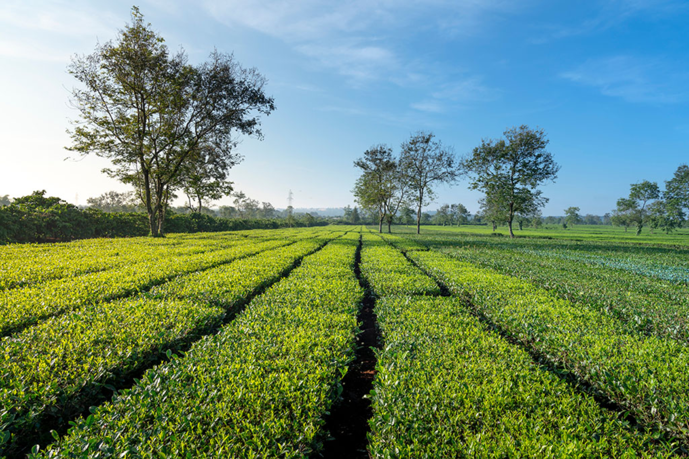 Tour Nội địa: Hà Nội -Tây Nguyên -  Pleiku - Kontum - Buôn Mê Thuật | 4 ngày 3 đêm