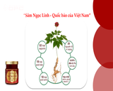  Thực phẩm bổ sung SÂM NGỌC LINH YẾN SÀO OPC 