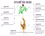  Thực phẩm bổ sung SÂM NGỌC LINH YẾN SÀO OPC 