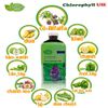  Thực phẩm bảo vệ sức khỏe TH- Chlorophyll UIE PLUS 