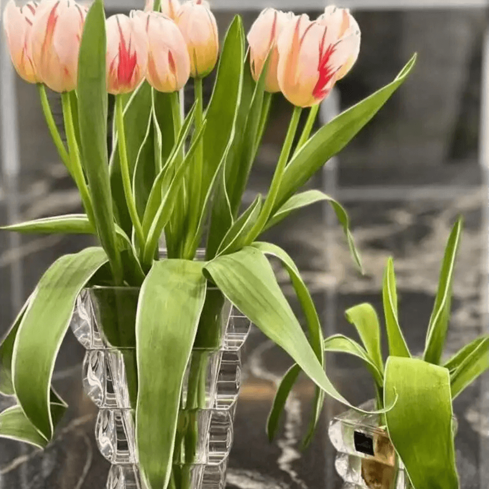 Bình hoa pha lê Rogaska Adria 20cm màu trắng