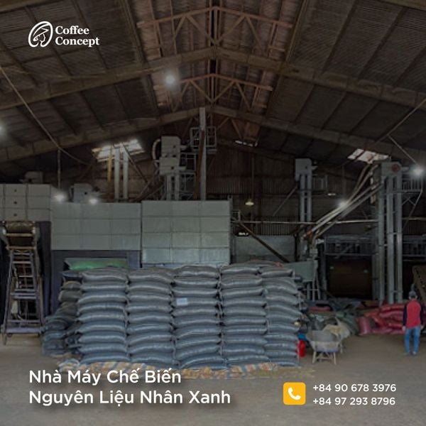  Cà phê nhân xanh Arabica Lạc Dương (sơ chế Ướt), Sàng 16/14 