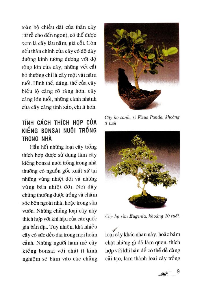 Cây Kiểng Bonsai Trong Nhà