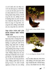 Cây Kiểng Bonsai Trong Nhà