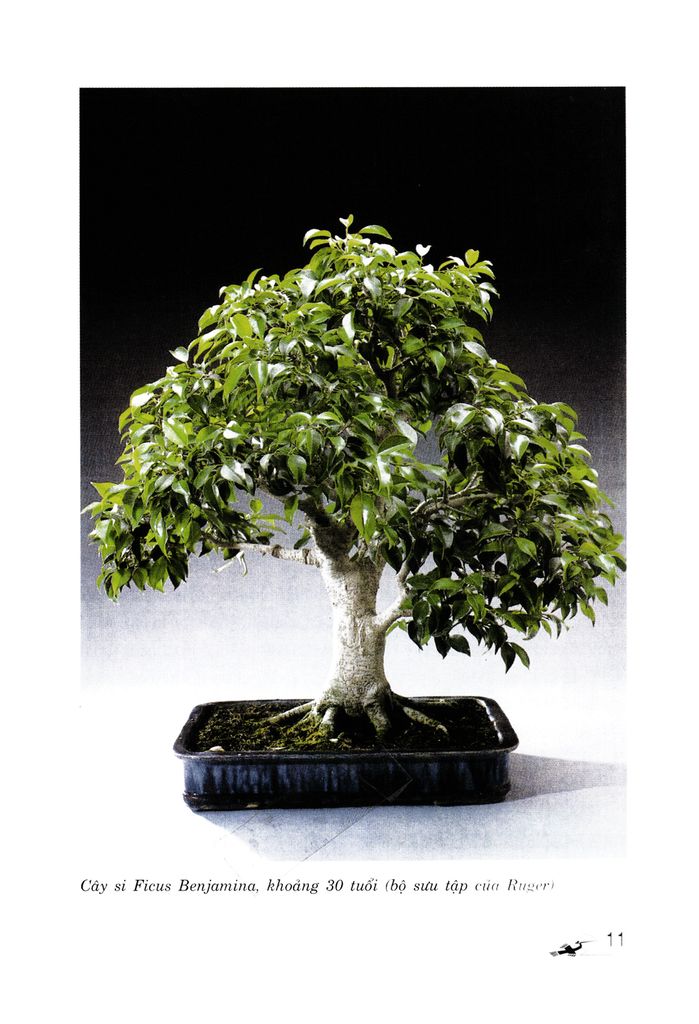 Cây Kiểng Bonsai Trong Nhà