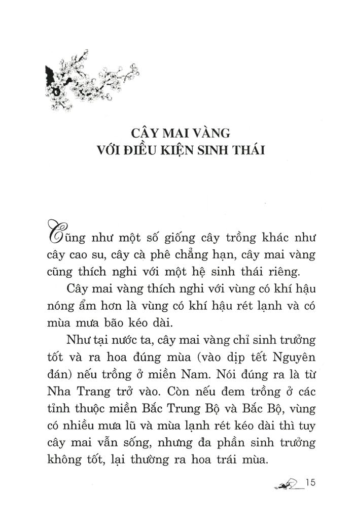 Trồng Mai - Kỹ Thuật Bón Tưới, Phòng Trừ Sâu Rầy, Bệnh Hại