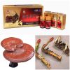  Cao Linh Chi Đông Trùng Hạ Thảo Pocheon Cordycep Lingzhi Extract Gold Hàn Quốc Nhập Khẩu Chính Hãng 