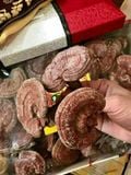  Nấm Linh Chi Núi Đá Tự Nhiên Hộp Lụa Chuẩn Nội Địa Hàn Quốc 