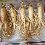  Nhân Sâm Tươi Geumsan Hàn Quốc Size Lớn 4, 5, 6, 7 Củ 1 Kg 
