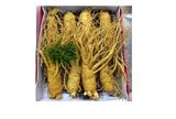  Nhân Sâm Tươi Geumsan Hàn Quốc Size Nhỡ 8, 9, 10 Củ 1 Kg Và Size Nhỏ 