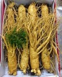  Nhân Sâm Tươi Geumsan Hàn Quốc Size Nhỡ 8, 9, 10 Củ 1 Kg Và Size Nhỏ 
