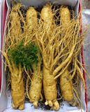  Nhân Sâm Tươi Geumsan Hàn Quốc Size Nhỡ 8, 9, 10 Củ 1 Kg Và Size Nhỏ 